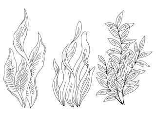 Seaweed set graphic black white isolated sketch illustration vector