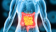 Human body digestive system  anatomy on scientific background. 3d illustration