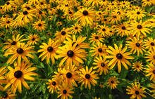 Field Of Yellow Black-eyed Susan Flowers In Full Screen