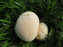 Closeup Of Two White Puffballs