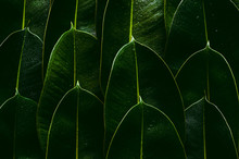 Fresh Green Rubber Tree Leaves For Background Photo Concept.