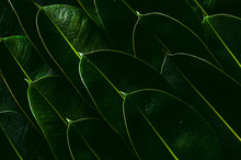 Fresh Green Rubber Tree Leaves For Background Photo Concept.