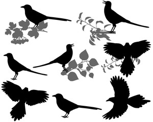 Wall Mural - Magpie silhouette