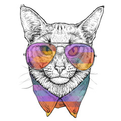 Wall Mural - Hand drawn portrait of Abyssinian Cat in glasses. Vector illustration isolated on white