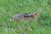Scared Eurasian Hare Hiding In A Green Grass Field.