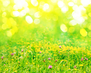 Wall Mural - Spring nature background with green grass, wildflowers and bokeh