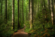 Path through Sunlit Forest