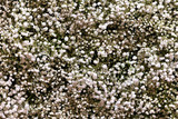 Fototapeta Desenie - white flowr gypsophila bouquet. transparant for wedding or decoration