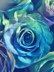 blue bouquet roses multicolored by february 14 roses wallpaper floral wallpaper