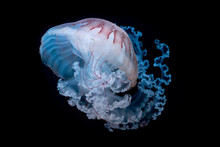 Giant Jellyfish Swimming In Dark Water.