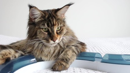 Wall Mural - cute maine coon cat is playing with cat toy on white background