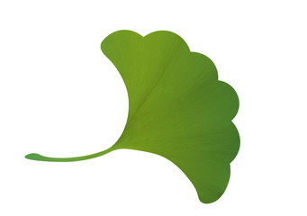 Sticker - Ginkgo leaf