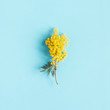Flowers composition. Mimosa flower on blue background. Spring concept. Flat lay, top view
