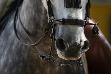 Hocico de un caballo con brida, riendas, bocado y muserola española de doma vaquera