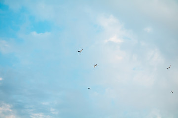 Wall Mural - Nature sky landscape with birds.