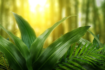 Poster - Palm leaf and tropical green leaves