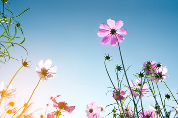 colorful cosmos flowers on blue sky background