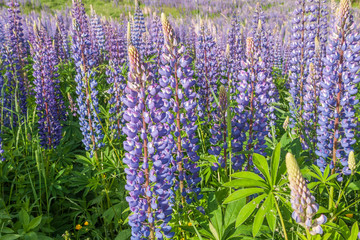 Lupinus, lupin, lupine field with pink purple and blue flowers. Bunch of lupines summer flower background