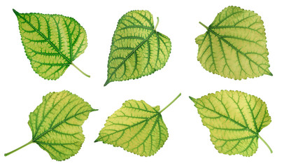 Wall Mural - mulberry leaf isolated on white background