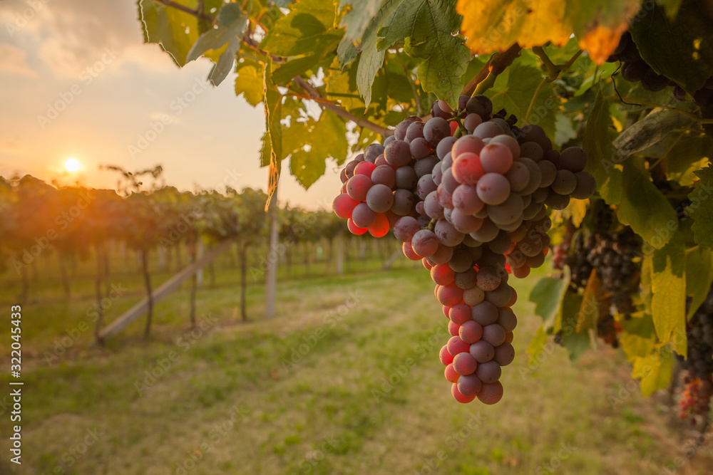 grape harvest Italy - obrazy, fototapety, plakaty 