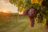 grape harvest Italy