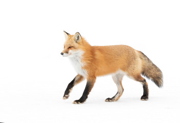 Red fox Vulpes vulpes isolated on white background with a bushy tail hunting in the freshly fallen snow in Algonquin Park in Canada