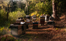 Mountain Honey. Traditional Beekeeping In The Forest.