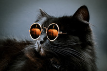 Portrait Of Gorgeous Fluffy Black Cat Wearing Moony Sunglasses With Pumpkin Reflection In It Against Darkness.