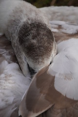 Sticker - mute swan