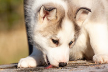Siberian Husky Puppy Close Up Portrait