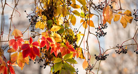 Wall Mural - Bright autumn season multicolor background. Climbing plant Virginia creeper wild grape tree branch with red yellow brown leaves. Shallow depth of field