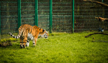 red and black for tiger