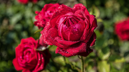 Wall Mural - Rose mit Regentropfen