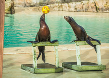 Two Sea Lions Performing Balancing A Ball In The Zoo Behind Glass With Their Trainer Talking To The Aquatic Animals And Leading Them Through All Their Tricks Impressive For Tourists And Children .