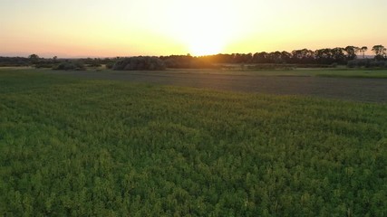 Wall Mural - Wide aerial sunset view of a beautiful marijuana CBD hemp field