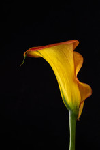 Yellow Calla Lily Isolated On Black