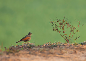 Wall Mural - Crested Bunting