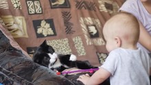Little Baby Boy Is Playing With Black White Cat That Lazy Lying On A Sofa And Mother Looks After Them Sitting Near. Back View Medium Shot In 4K Video.