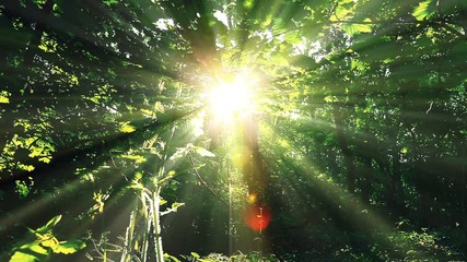 morning in a forest. summer landscape