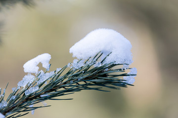 Wall Mural - pine twig in snow