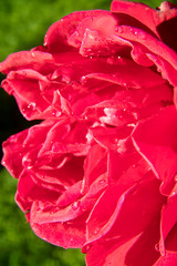 Wall Mural - rose flower red Bud close up