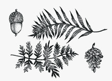 Ferns,acorn And Pinecone Hand Drawn Vector Ink Illustration Set. Isolated  Forest Foliage Elements For Graphic Design Projects. Clipart For Posters, Invitations, Posters. Art In Stippling Technique