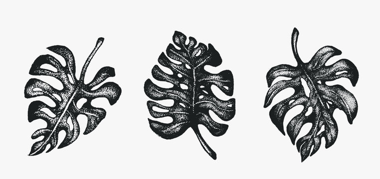 Monstera leaves hand drawn ink illustration in stippling technique. Black and white isolated art, graphic design floral clip art elements. Decorative drawing set, tropical summer design, trendy leaf.