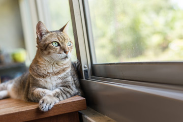 Wall Mural - tabby cat sit