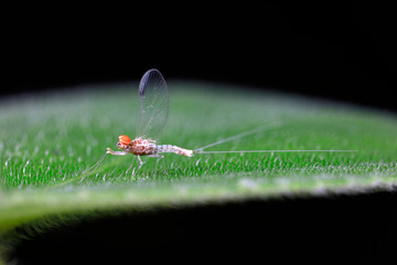 Sticker - mayfly on the green leaves