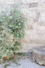 Press Of Olive Oil In Tuscany, Millstone On The Wall Background