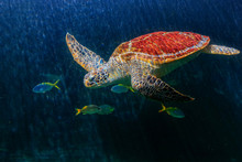 Sea Turtles In An Aquarium Are Swimming 