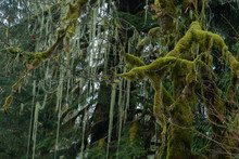Pacific Northwest Forest Landscape With Moss And Lichen-covered Branches At Rockport State Park In Washington