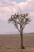 Group Of Vultures Roosting In A Acacia Tree.  Image Taken In The Masai Mara, Kenya.