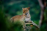 African leopard resting on rock hidden in bush. Amazing leopard in the nature habitat. Wildlife scene from Samburu  National Reserve, Kenya, Africa.  Panthera pardus pardus.